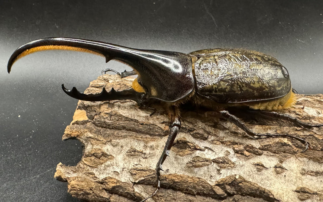 《ヘラクレス・ヘラクレス 122mm ペア》