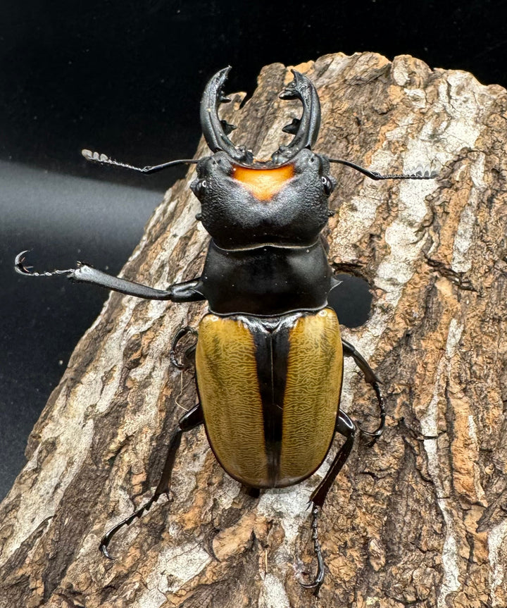 【WD】《ラコダールツヤクワガタ アチェ産 63mm ペア》