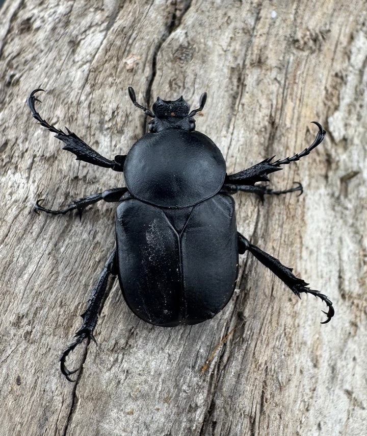 【WD】《アダムスツノハナムグリ Free ペア》③