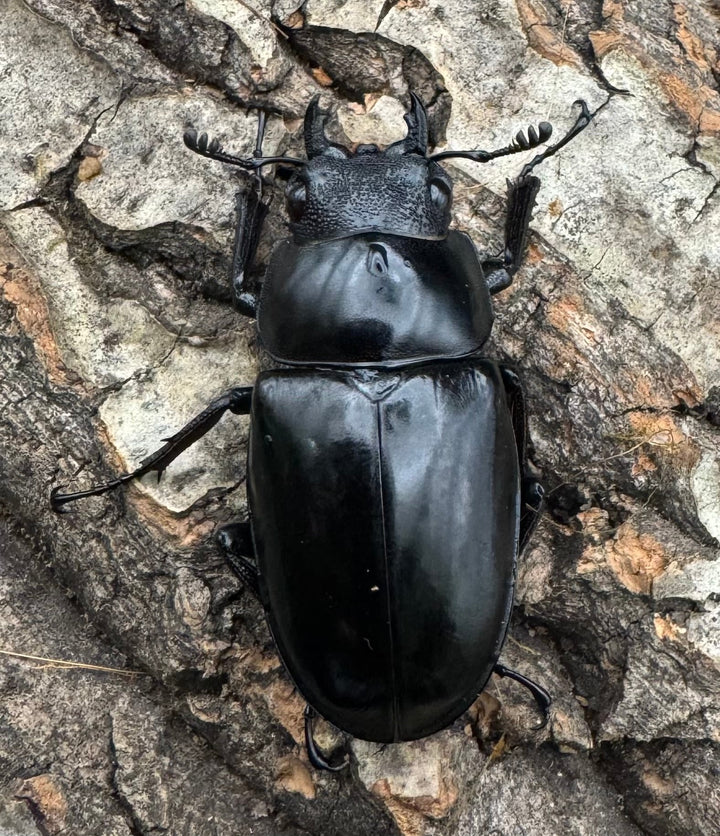 【WD】《ギラファノコギリ亜種ケイスケ 89mm ペア》