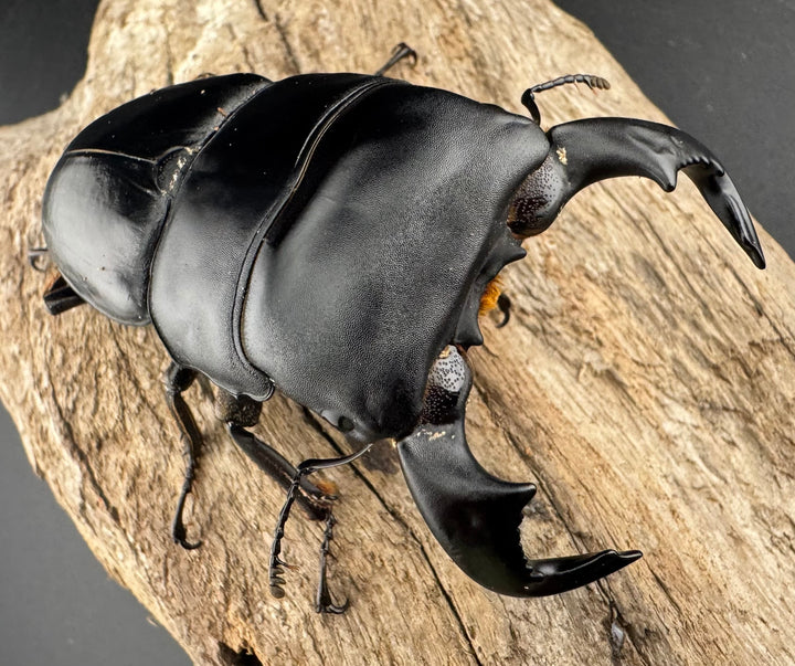 【WF4】《ダイオウヒラタ 東ジャワ産 79mm ペア》