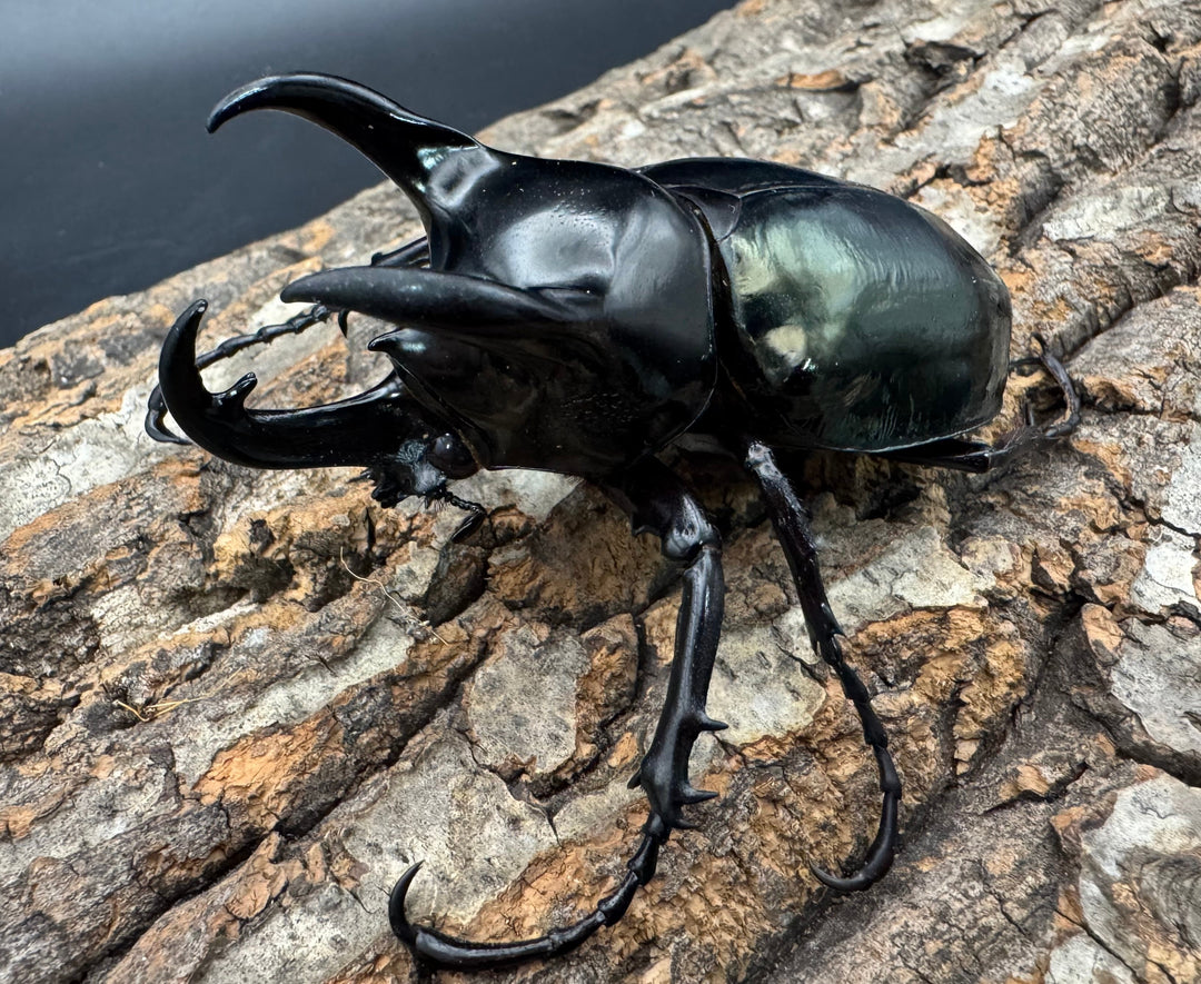 【WD】《マレーコーカサスオオカブト 88.5mm ペア》