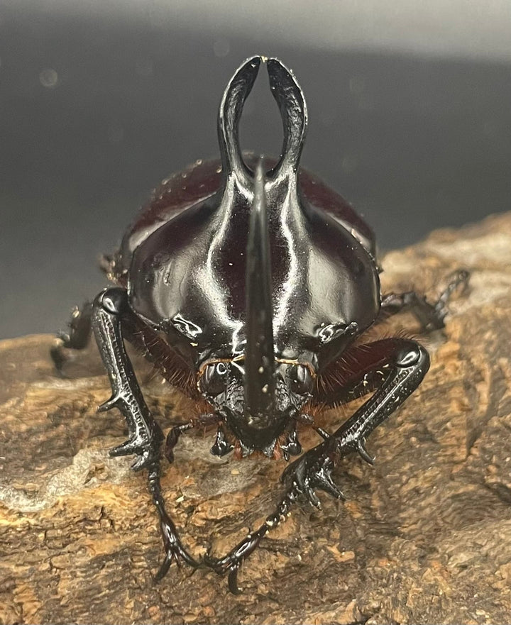 【WD】《ビルマニクス ゴホンツノ ペア》