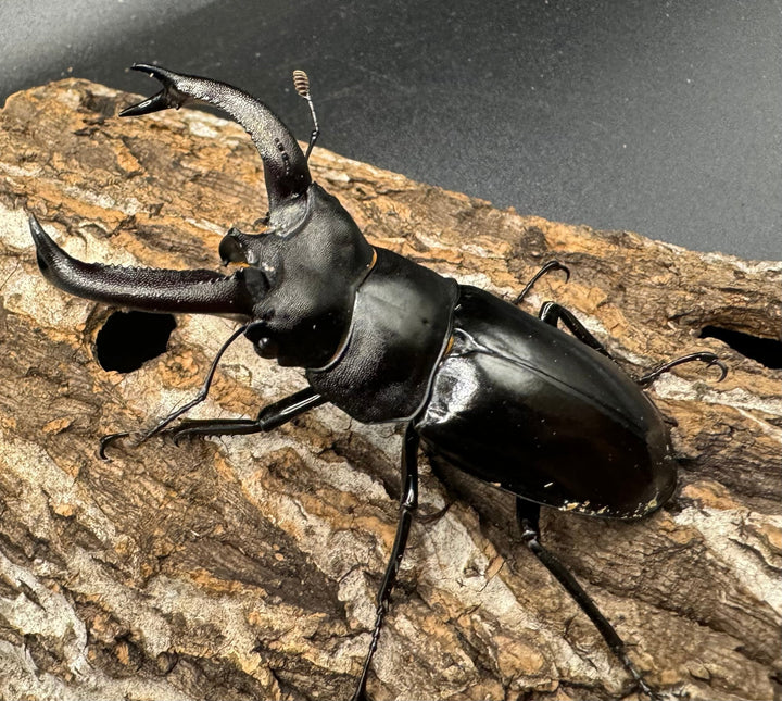 【WD】《ブケットフタマタ 71mm ペア》