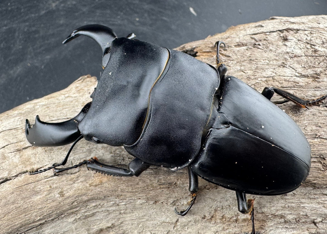 【WD】《スラウェシオオヒラタ 南スラウェシ産 91mm ペア》