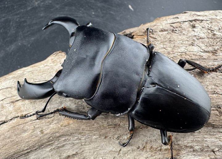 【WD】《スラウェシオオヒラタ 南スラウェシ産 91mm ペア》