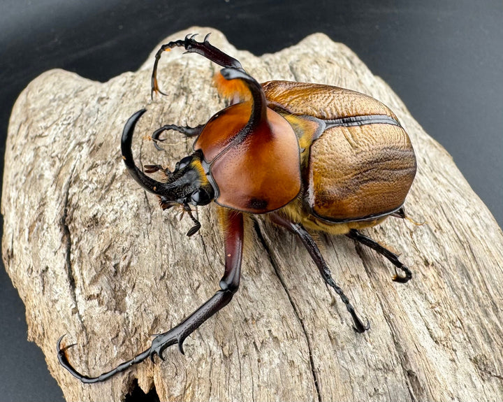 【WF3】《ゴロファ sp. Free ♂単B品》