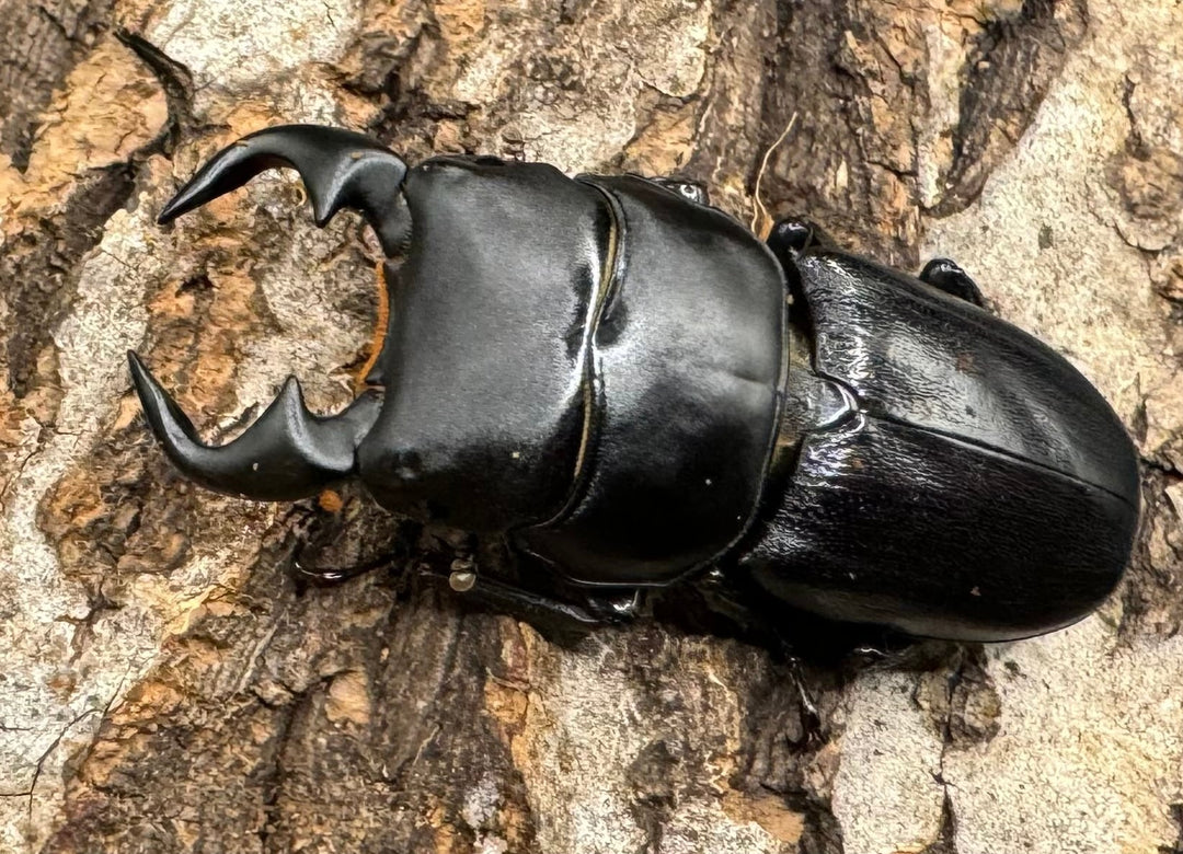 【WD】《ドルクス リンビン 40mm ♂♀♀トリオ》