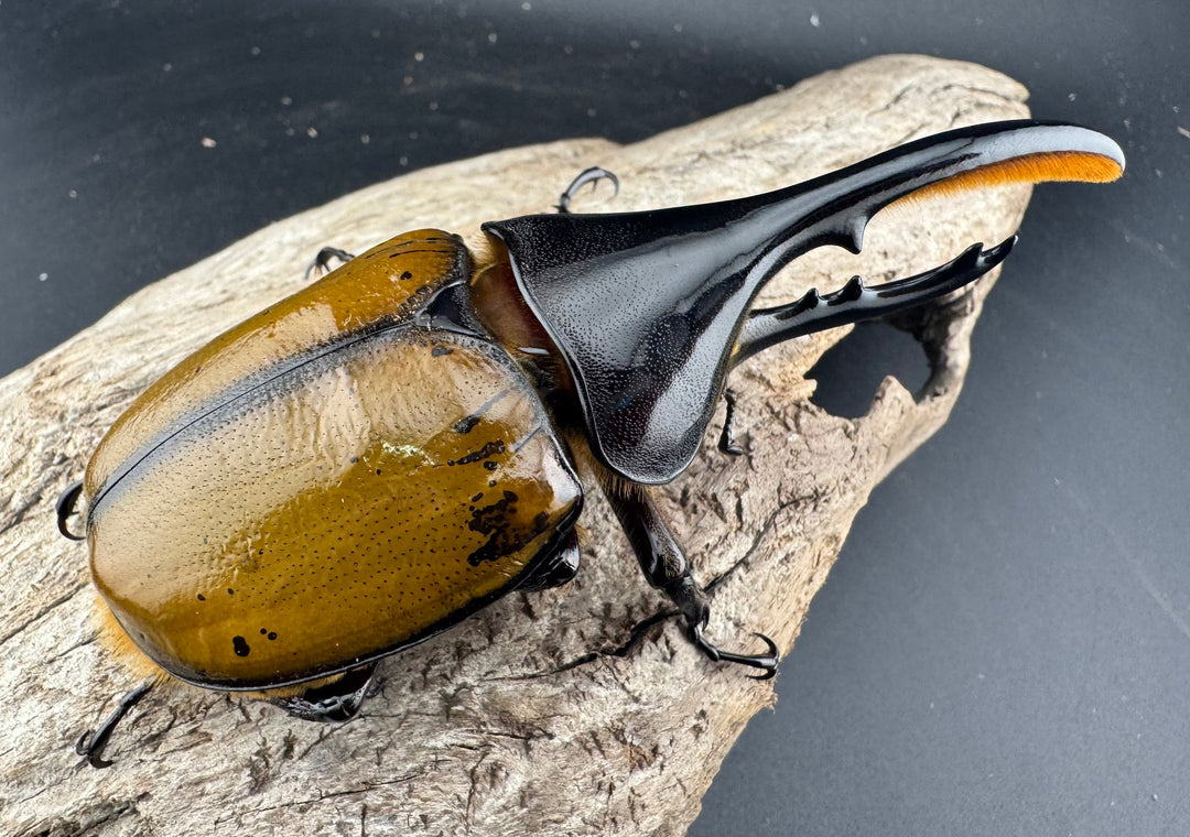 《 ヘラクレス・モリシマイ 煌血統/煌血統アウトライン 100mm ペア》inohiro109氏ブリード個体