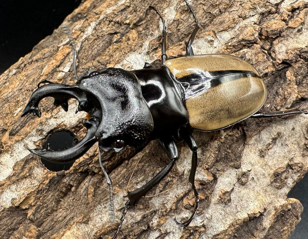 【WD】《ルデキンツヤクワガタ 63mm ペア》