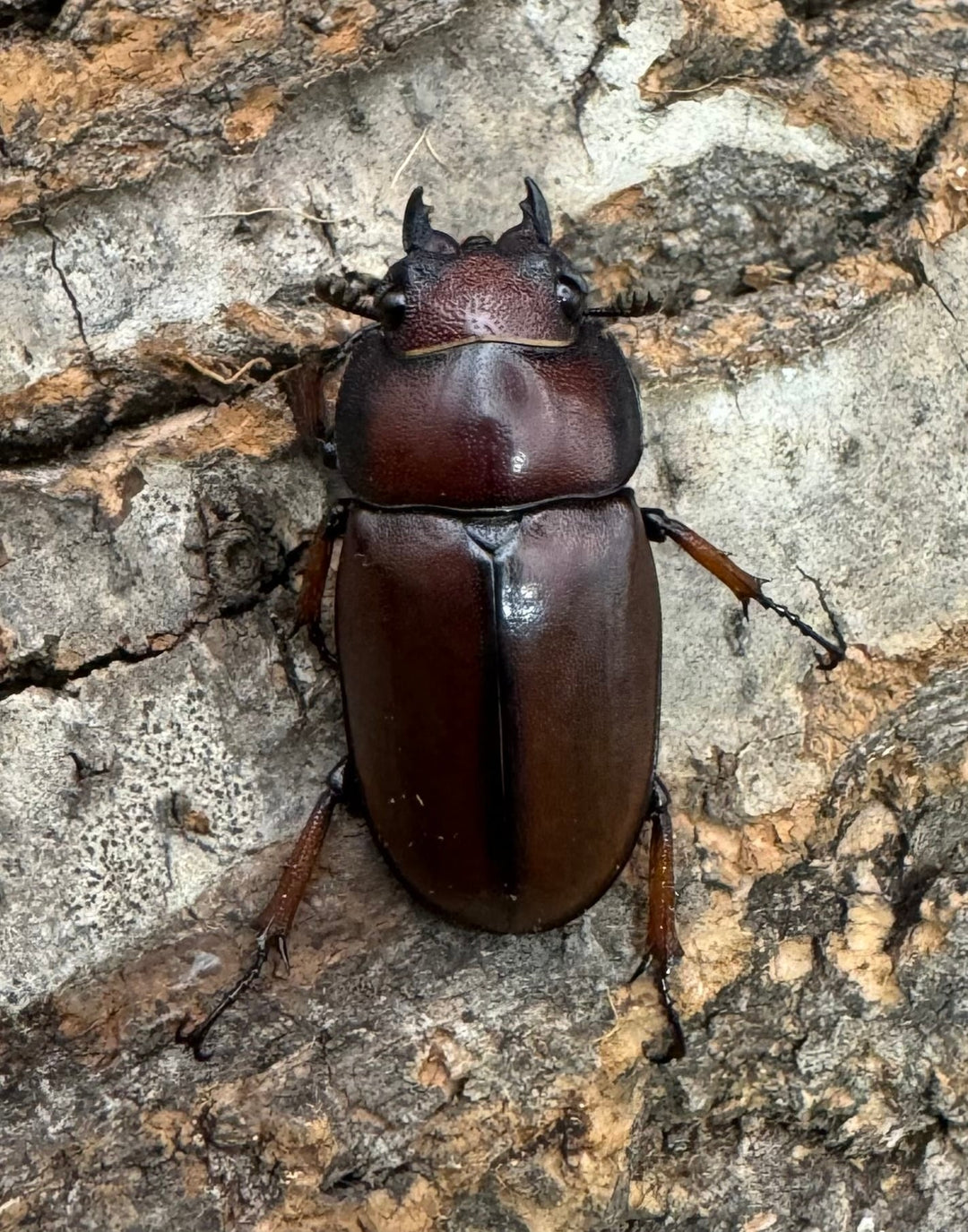 【WD】《アスタコイデスノコギリ ベンクール産 55mm ペア》