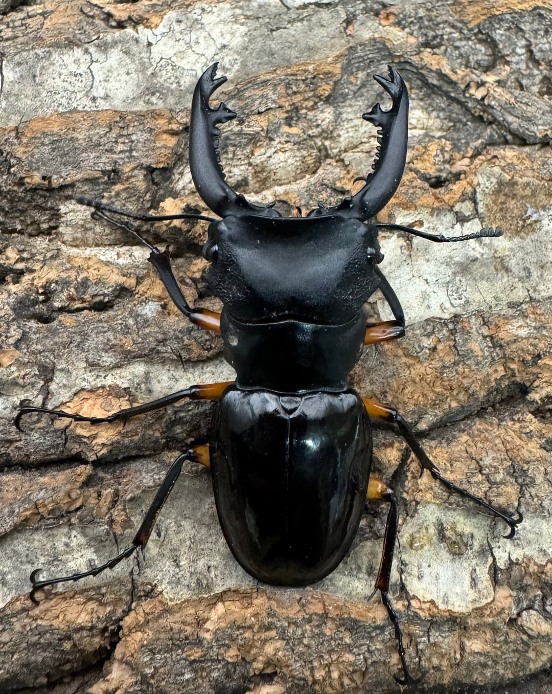 【WD】新産地《インペリアリスツヤ亜種komorii ロハス産 62.5mm ペア》