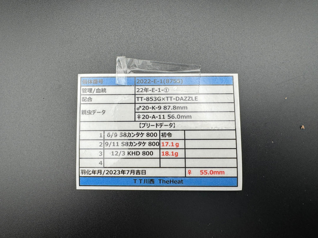 《オオクワガタ TT川西血統 55mm ♀単》ヒート氏ブリード個体