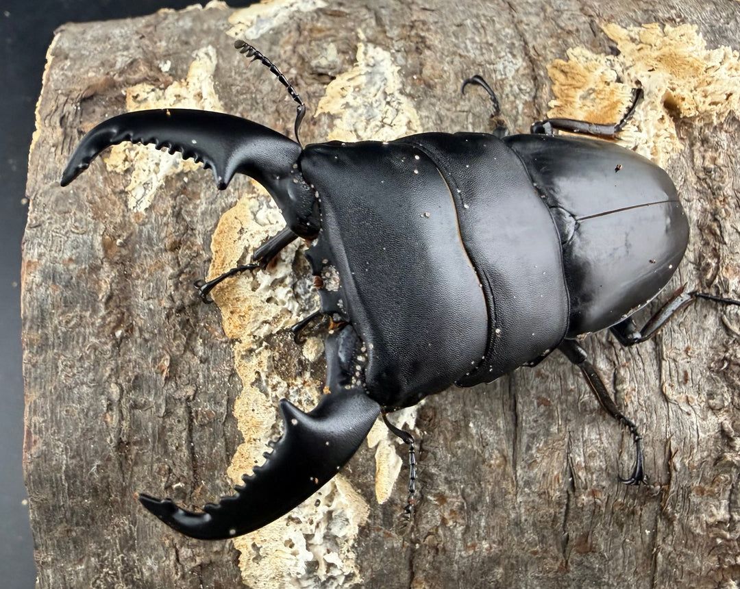 【WD】《スマトラオオヒラタ パダン産 83mm ペア》