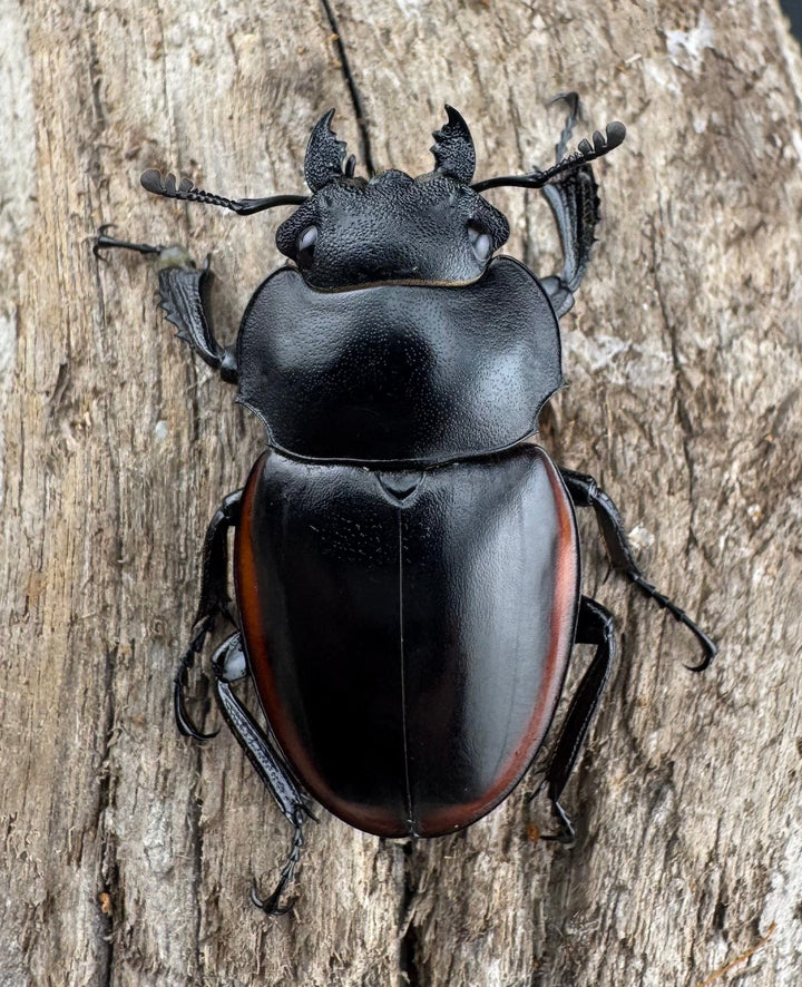 【WD】《クベラツヤクワガタ亜種sinensis 浙江省産 72mm ペア》