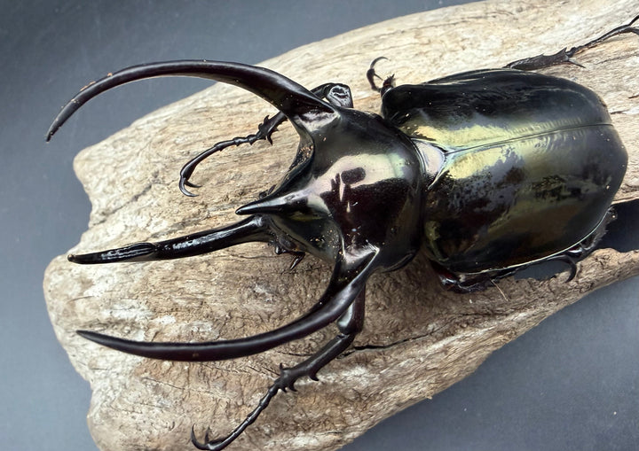 【WD】《ミンダナオアトラスオオカブト マラグサン産 92mm ペア》