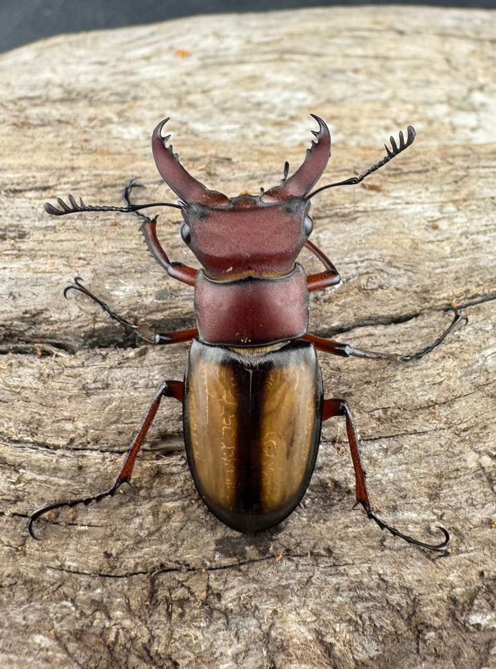 【WD】《ラエトゥスミヤマクワガタ 31mm ペア》