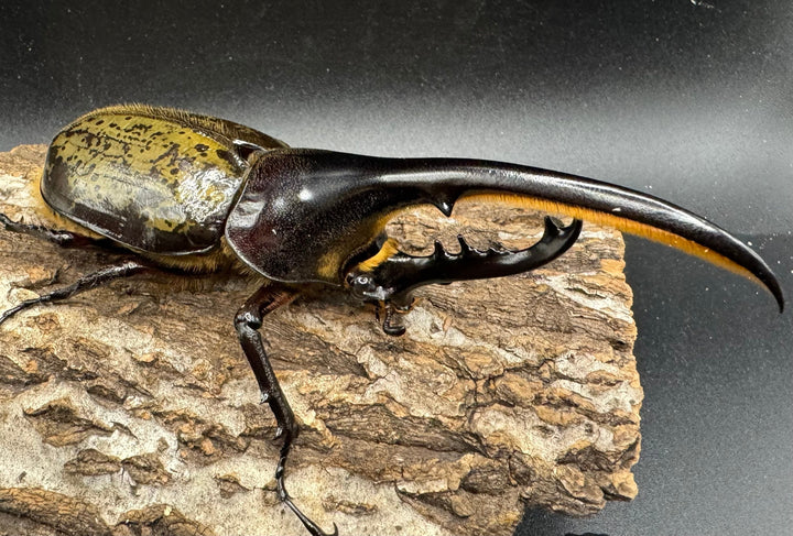 《ヘラクレス・ヘラクレス 125mm ペア》