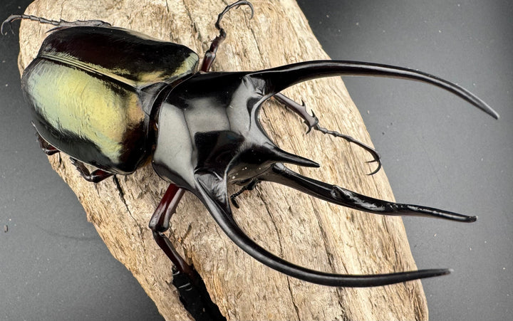 【WD】美形《ジャワコーカサスオオカブト 107mm ペア》