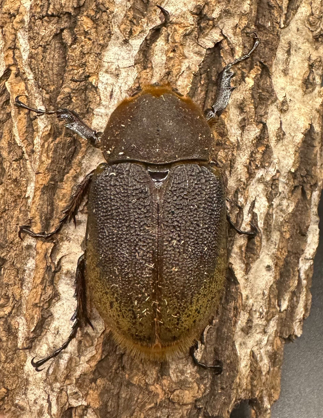 即ブリ《ヘラクレス・ヘラクレス 144mm ペア》