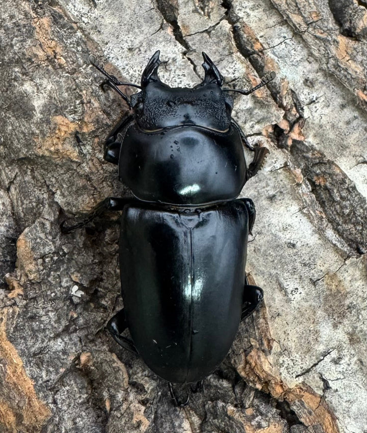 【WD】《ネパレンシス ssp. チベット産 61mm ♂♀♀トリオ》