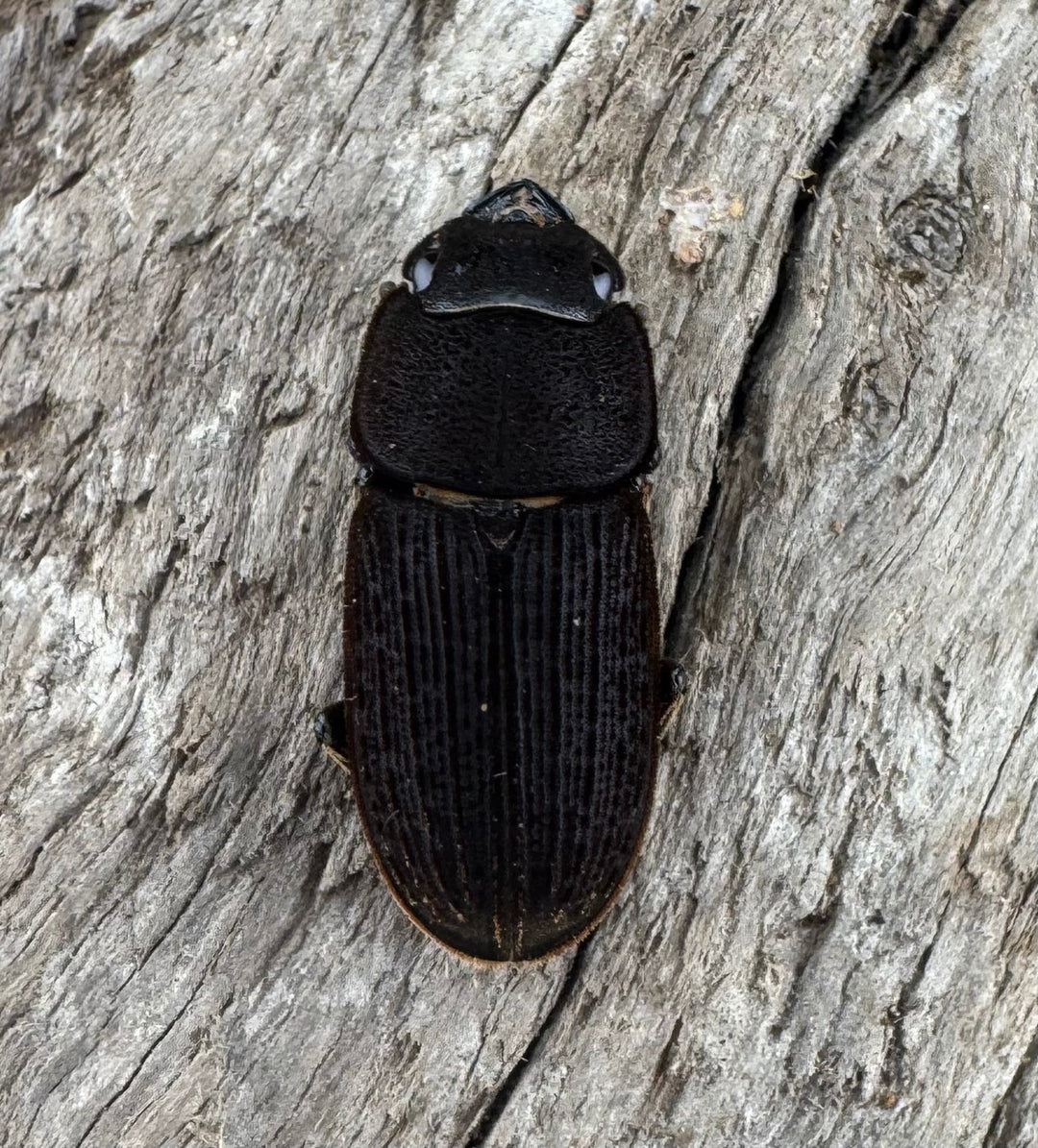 【F0】《ベルティヌスサビクワガタ 貴州省産 Free ペア》②