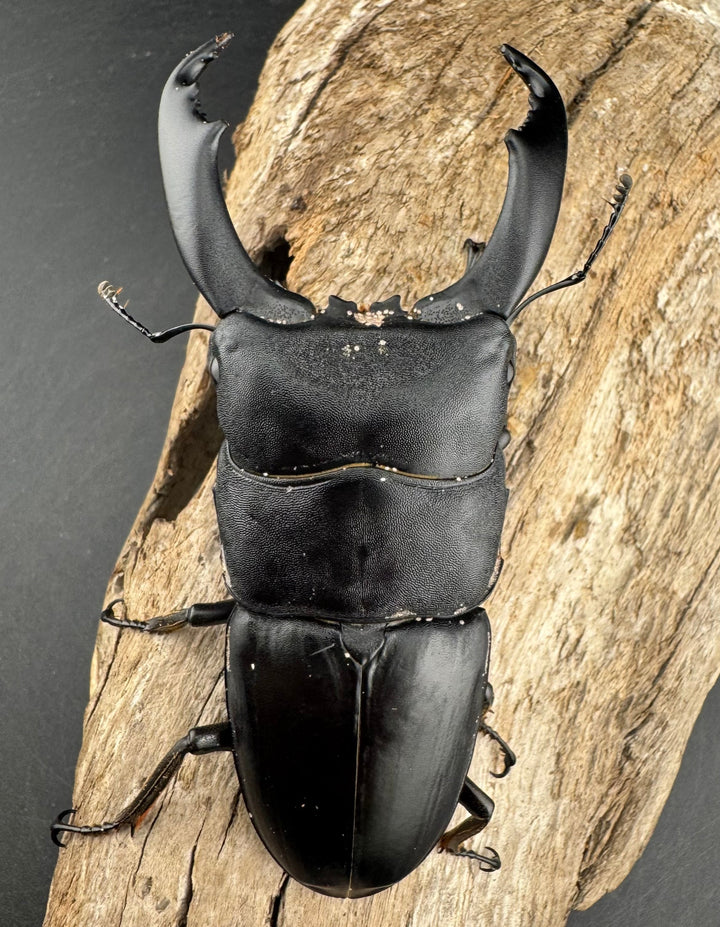 【WD】《ブルーダンヒラタクワガタ 90mm ペア》