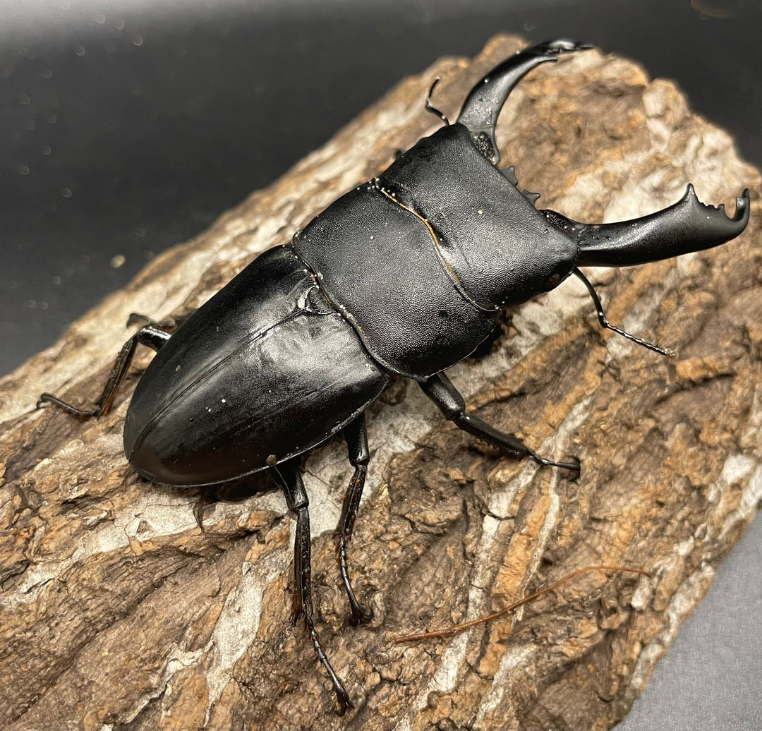 【WD】大型《イフガオヒラタ 88mm ペア》