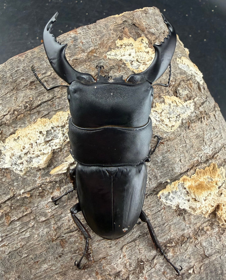 【WD】《スマトラオオヒラタ パダン産 85mm ペア》