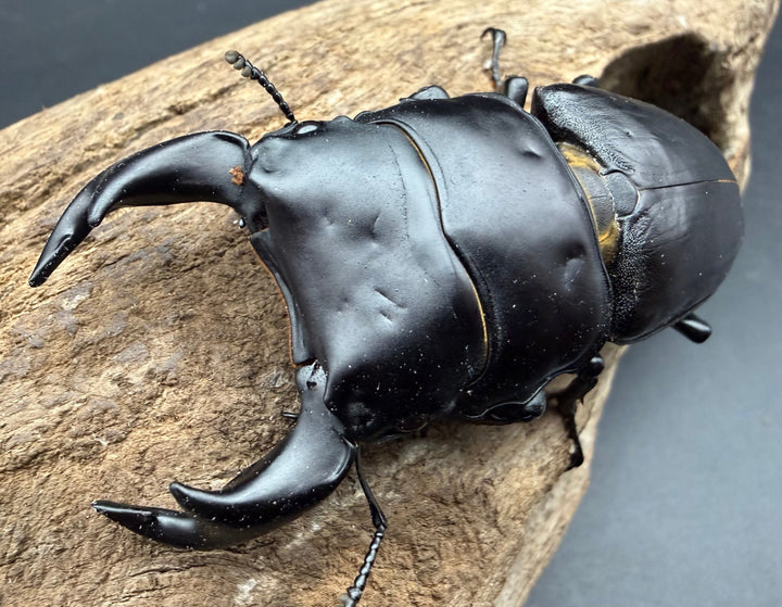 【アンバランス】《オオクワガタ 極太血統 68mm ペア》