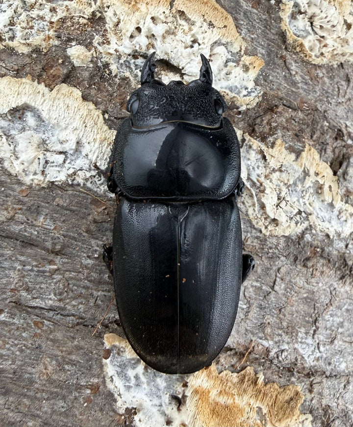 【WD】《スマトラオオヒラタ パダン産 83mm ペア》