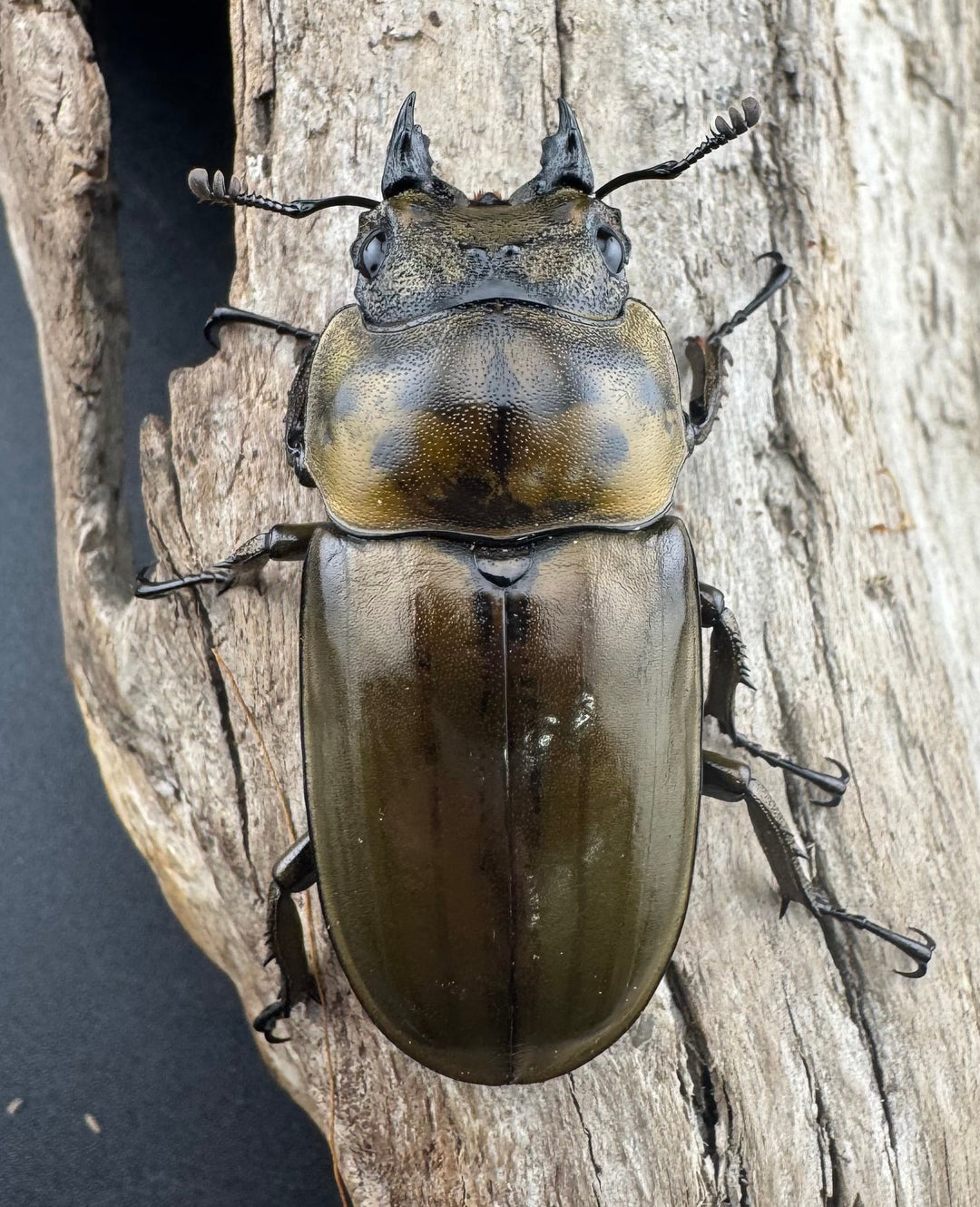 【F0】《ローゼンベルグオウゴンオニクワガタ 75mm ペア》