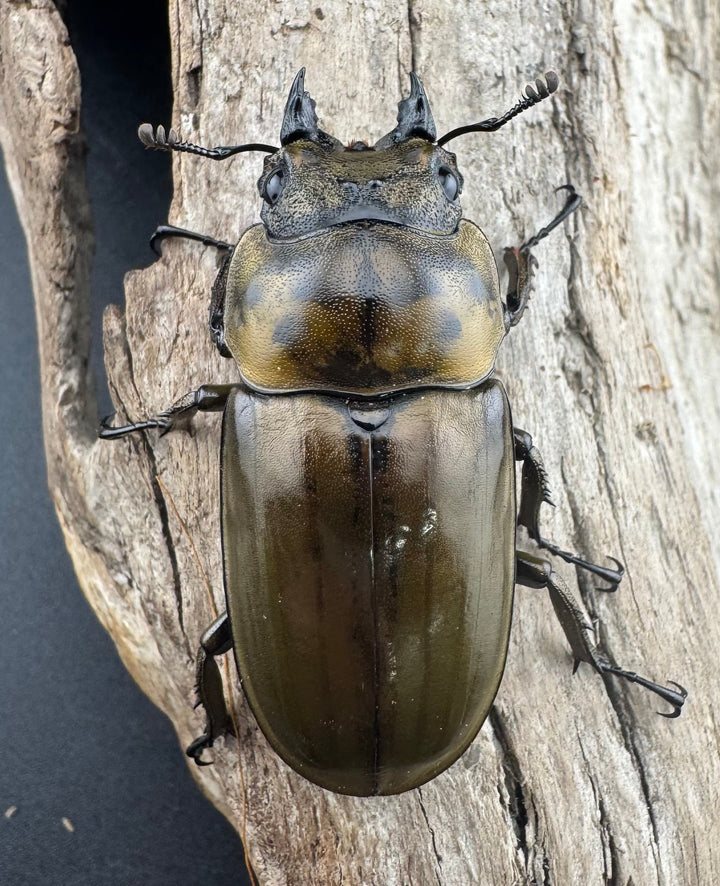 【F0】《ローゼンベルグオウゴンオニクワガタ 75mm ペア》