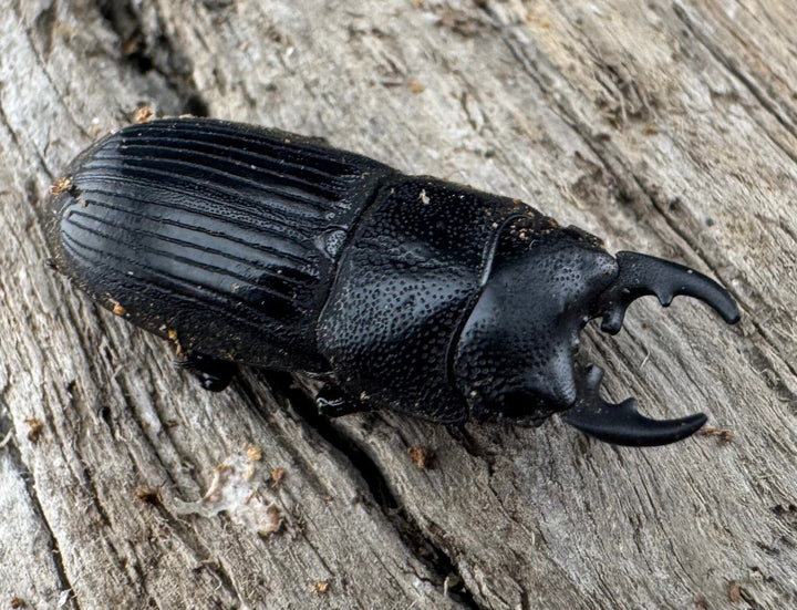 【WD】《フィリピンネブト原名亜種 Free ペア》