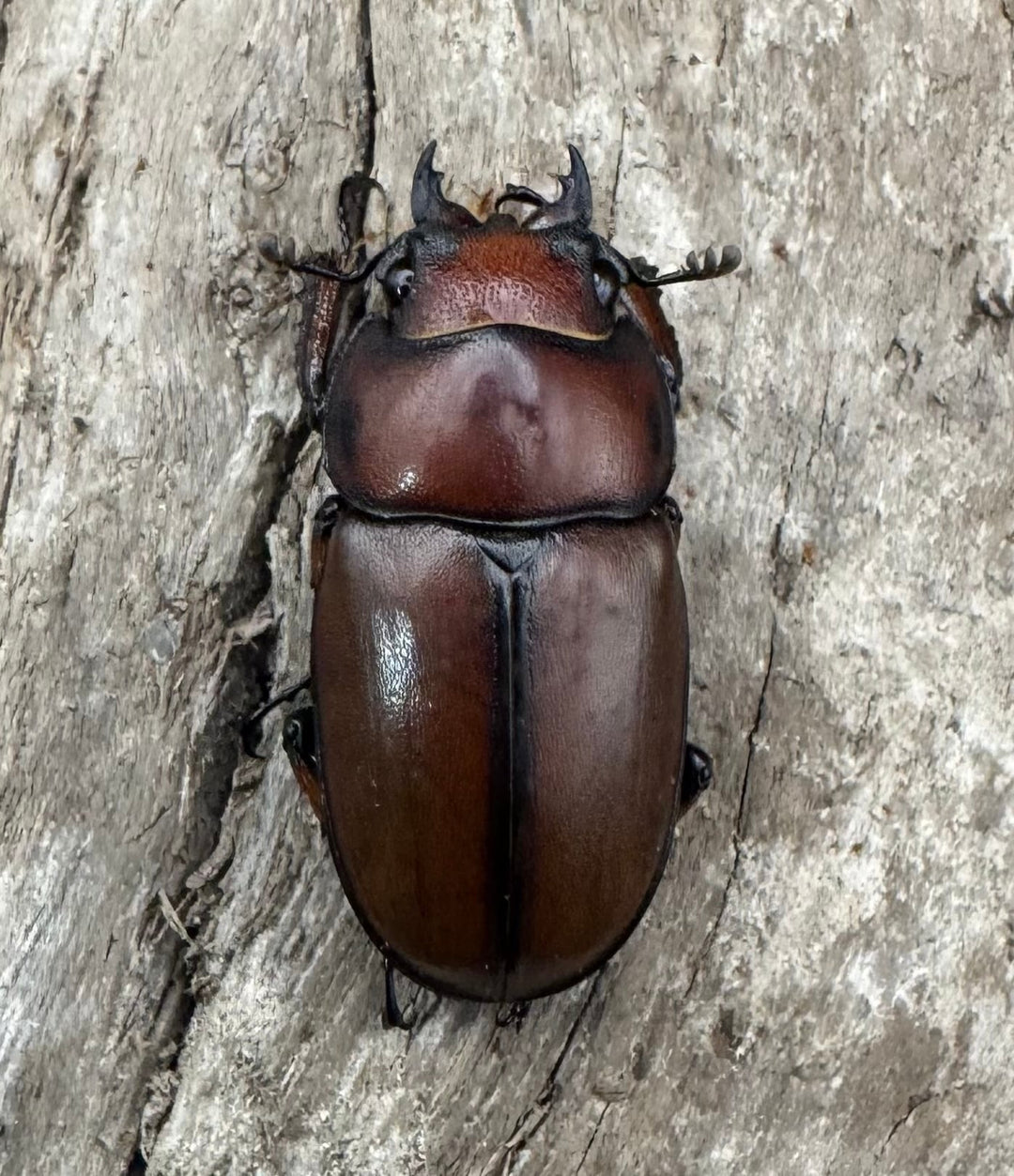 【WD】《アスタコイデスノコギリ ベンクール産 58.5mm ペア》