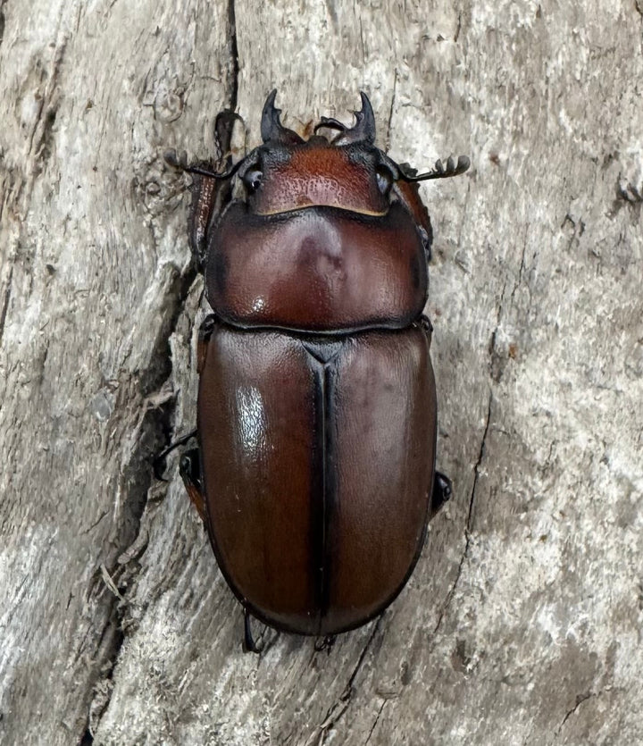 【WD】《アスタコイデスノコギリ ベンクール産 58.5mm ペア》