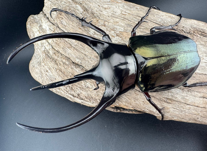 【WD】《ジャワコーカサスオオカブト 113.5mm ペア》