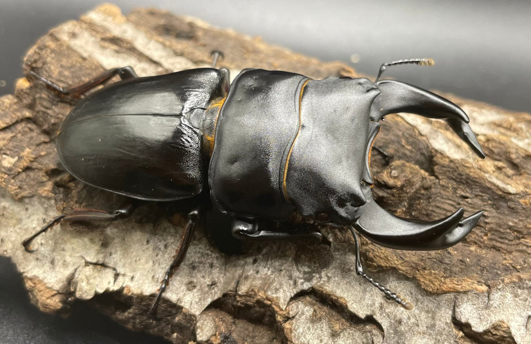 《ホペイオオクワガタ SL血統 74mm ペア》