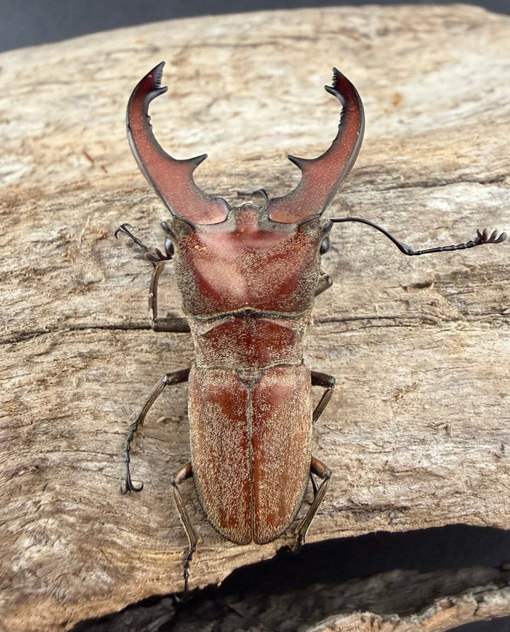 【WD】《スズムラホソアカ ロハス産 38mm ペア》