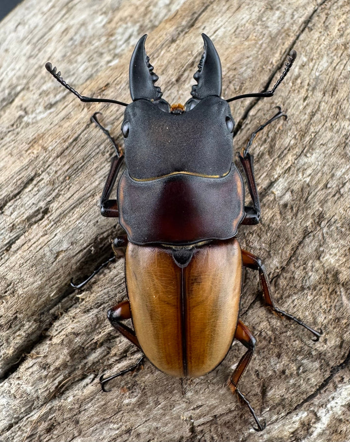 【WD】《ラテラリスノコギリ亜種バヤニー 41.5mm ペア》