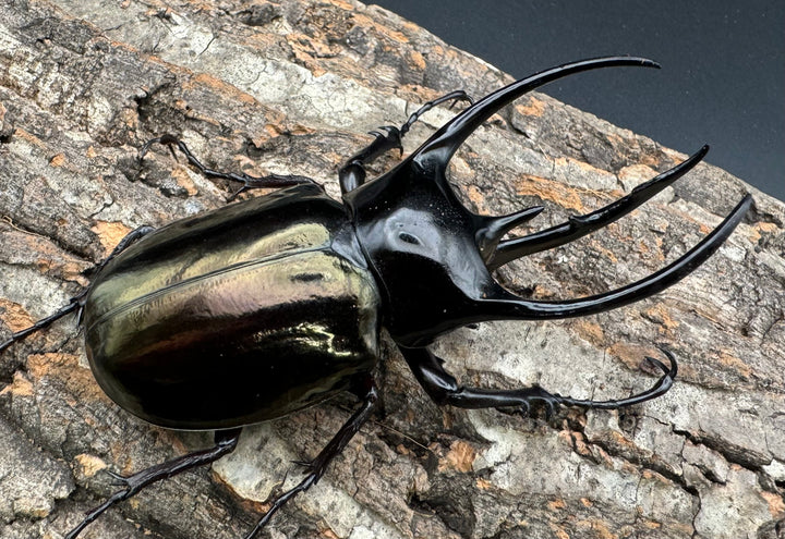 【WD】《ジャワコーカサスオオカブト 100.5mm ペア》