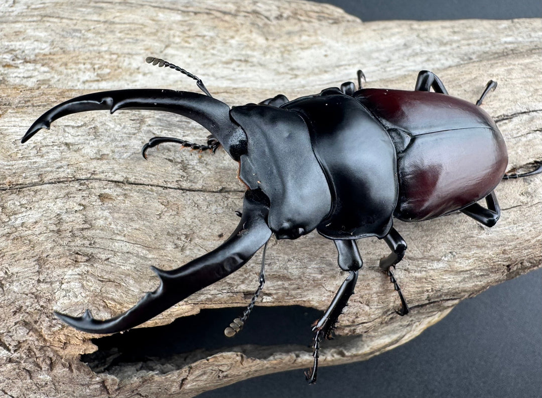 【WD】《ドンキエルコクワ原名亜種 72.5mm ♂♀♀トリオ》