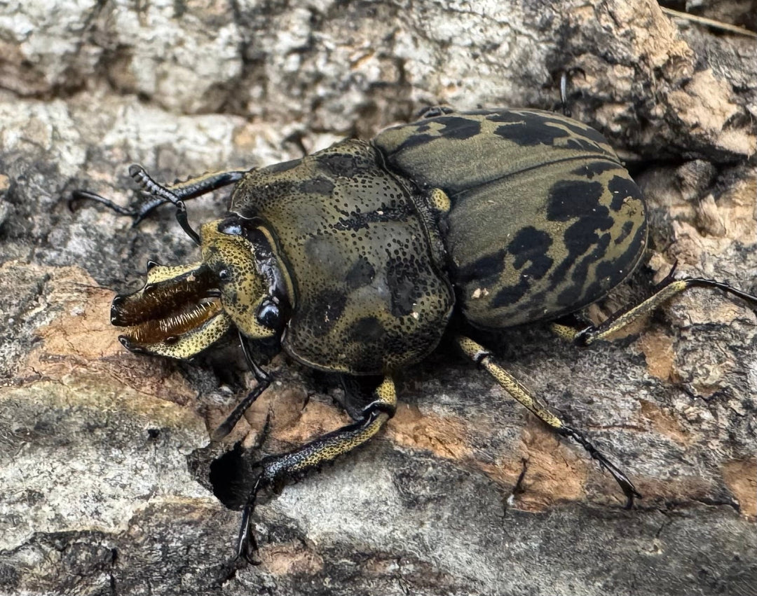 《ムナコブクワガタ ♂♀♀トリオ》