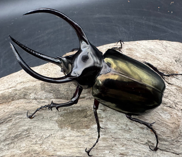 【WD】《アトラスオオカブト原名亜種 パロロ パル産 92mm ペア》