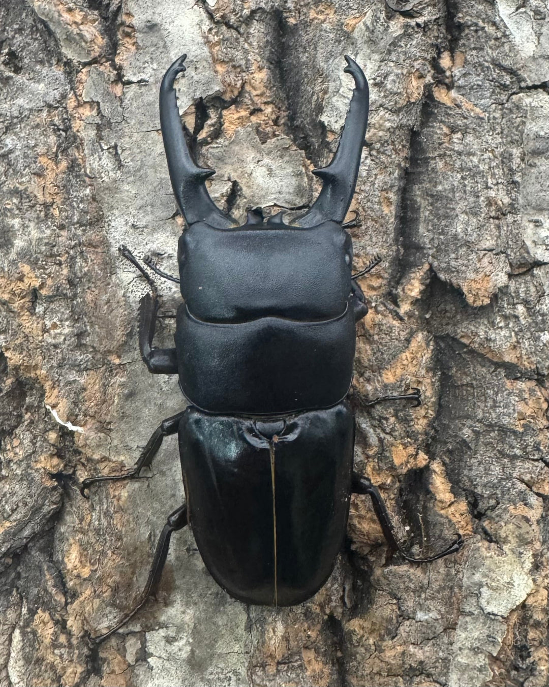 《ツシマヒラタクワガタ 71mm ♂単》