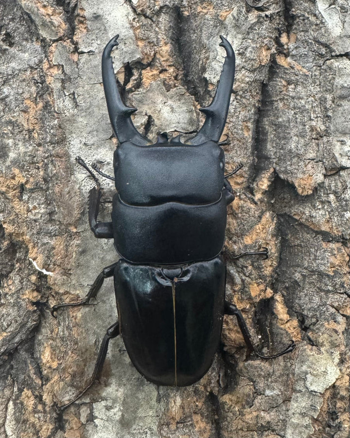 《ツシマヒラタクワガタ 71mm ♂単》