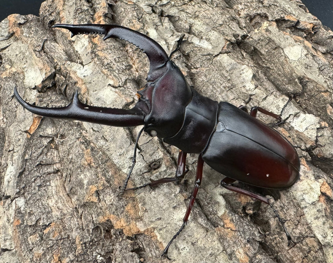 《マンディブラリスフタマタ原名亜種 サバ産 ホワイトアイ 93mm ペア》
