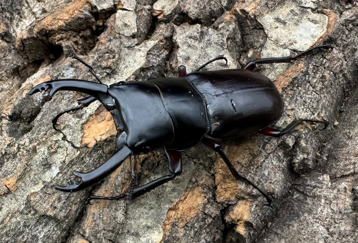 【WD】《アカアシクワガタ 山梨県産 46.5mm ペア》