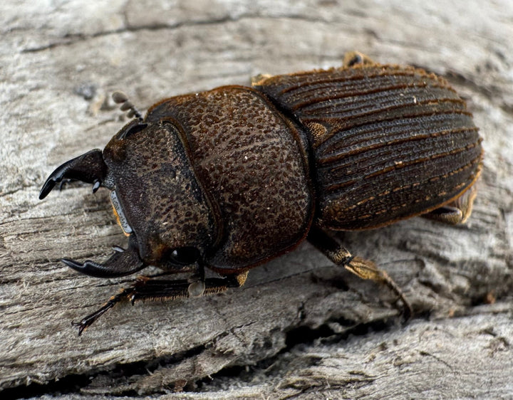 【WD】《ウルスルスサビクワガタ チベット産 21mm ペア》