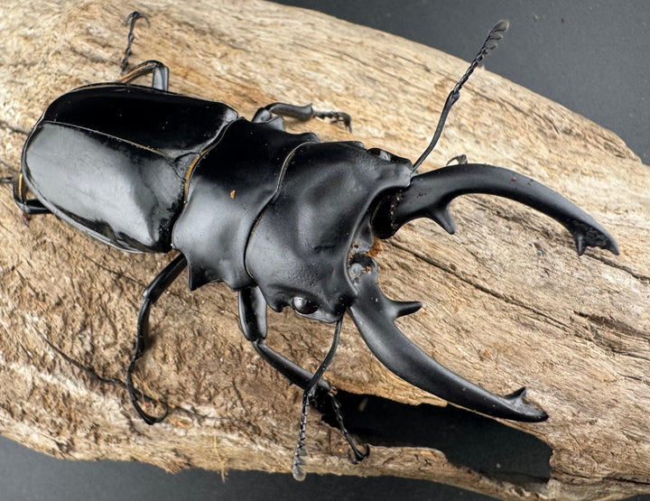 【WD】《ルディカツヤクワガタ 79mm ペア》